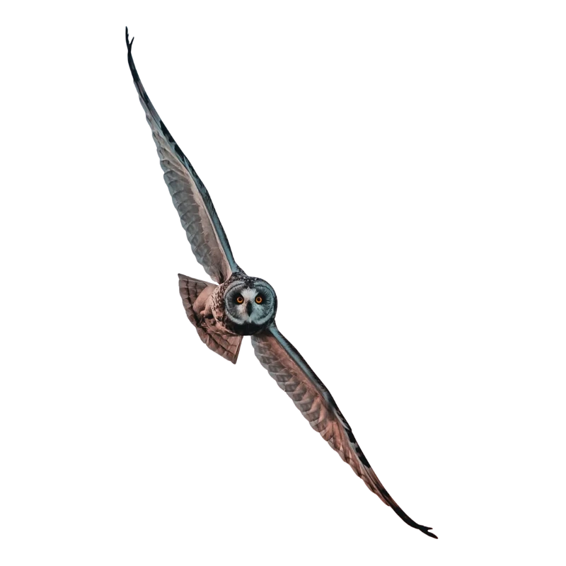 Oak tree illustration representing strength, stability, and long-term growth philosophy of Trusted Funds